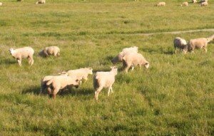 Bodafon Farm